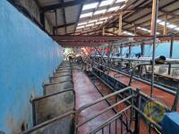 12/24 Fullwood swing over point milking parlour complete with ACR and metres milk pump, vacumn pump, tube cooler, 24x feeders, 2x air gates (collection to be arranged with seller at farm, Co. Antrim) - 3