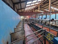 12/24 Fullwood swing over point milking parlour complete with ACR and metres milk pump, vacumn pump, tube cooler, 24x feeders, 2x air gates (collection to be arranged with seller at farm, Co. Antrim) - 4