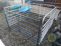 lambing pen (5ft hurdles) - 2