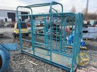 Blue cattle crush - 5