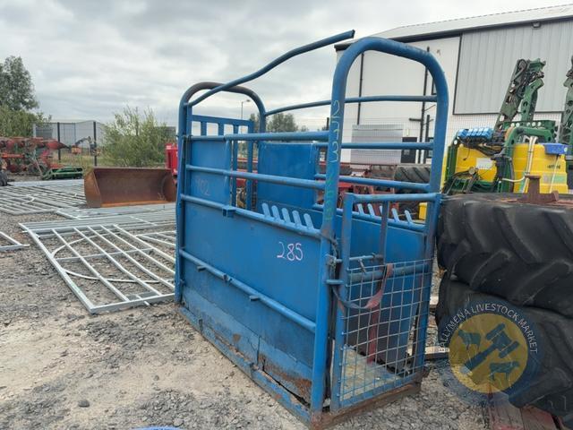 Blue Cattle Crush