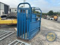 Blue Cattle Crush - 2