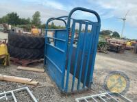 Blue Cattle Crush - 3