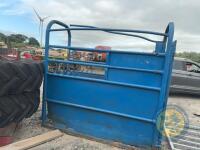 Blue Cattle Crush - 4