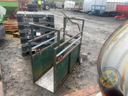 Calf dehorning crate