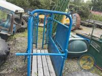 blue cattle crush - 2