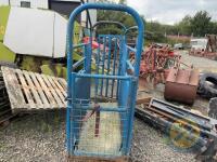 blue cattle crush - 2